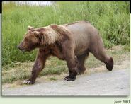 24 BB (aka Bald Butt) June 2003 NPS photo 2012 Brown Bears of Brooks River iBook