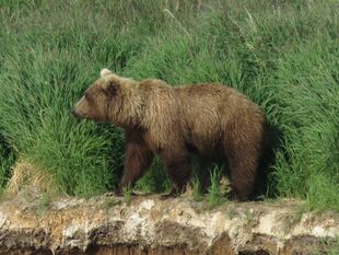 505 July 2, 2019 NPS photo by Ranger Tammy Carmack KNP&P Flickr