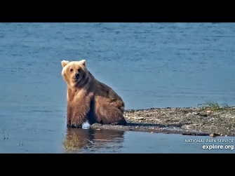 8_Jul_2023-_133_Waits_Patiently_(explore.org)