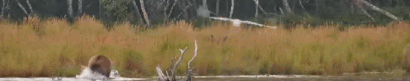 901 charges 208 September 5, 2024 gif created by Blair-55 (p 09/06/24 04:27 #1 Resized by LTC)