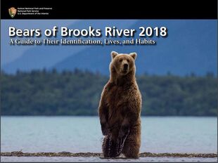 482 Brett July 7, 2018 or prior by Ranger Anela Ramos & the photo used on the cover of the 2018 Bears of Brooks River book.