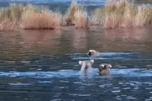 128 Grazer and her two 2.5 year old cubs September 25, 2022 gif by LunaCre
