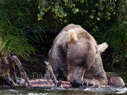 274 Overflow quietly eats his fish, away from other bears. Scar on muzzle.