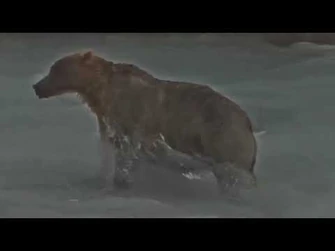 435_Holly_Brooks_Falls_cam_Explore.org_7-27-2022-2