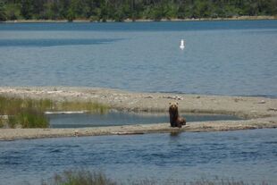 171 with her 2 spring cubs July 17, 2014 just prior to 15:28 NPS by Ranger Mike Fitz