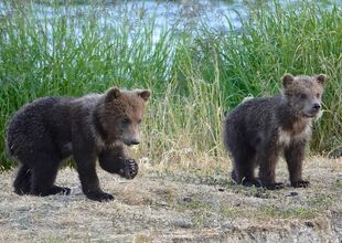 171's 2 spring cubs on July 2, 2019 at 10:34 photograph by Truman Everts