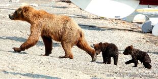 171 and her 2 spring cubs July 8, 2019 photo by Olatz Azcona Munárriz