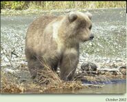 2.5 year-old subadult 608 October 2002 NPS photo from the 2012 Brown Bears of Brooks River iBook
