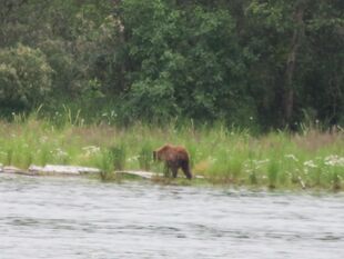 Darker leisure cub - 811 with her 2 yearlings July 27, 2023 photograph by BearTreeHugr (p 08/22/23 14:16 #7)