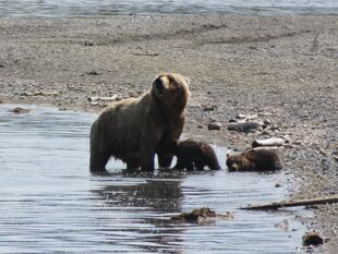 171 and her 2 spring cubs July 5, 2019 photo by BearTreeHugr