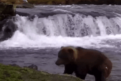 514 looked for salmon at the falls in this gif created by LunaCre (p 10/20/22 13:05 #4) Initially id'd as 204 - now believed to be 514 - LTC 10/31/24