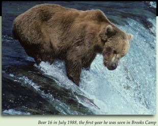 16 Cinnamon July 1988 ~ 1st year 16 was observed at Brooks Camp NPS photo