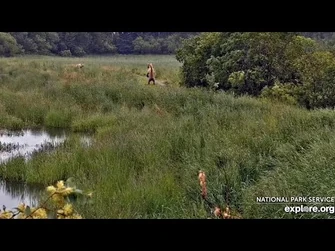 17_Jul_2023-_435_Chases_335_Again_(explore.org)