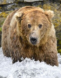 755 ScareD Bear June 29, 2018 photo by Truman Everts