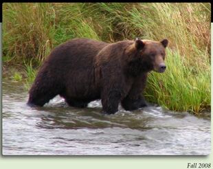 879 Fall 2008 NPS photo 2012 Bears of Brooks Camp iBook