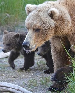 171 with her 2 spring cubs on July 2, 2019 at 22:27 photograph by Truman Everts