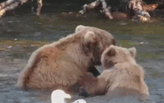 505 with her male yearling July 21, 2024 gif created by Blair-55 (p 10:34)