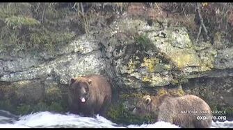 719 and another subadult on far rock wall 10 8 2018 by Lani H (720? 820? with 719)-0