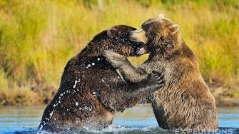 Alaska_Grizzly_Bears_Fighting_Alaska_Brown_bears_wrestling_by_Expeditions_Alaska_(Fall_2013?)