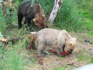 128's yearling 902 (near) and darker sibling (far) July 22, 2019-July 24, 2019 photo by Scammin