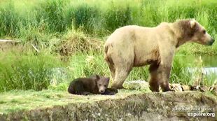 171 with her spring cub July 27, 2019 snapshot by KCanada