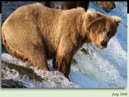 409 Beadnose July 2009 NPS photo 2012 Brown Bears of Brooks Camp iBook