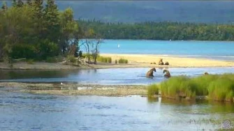 503_and_2_Subadults_along_the_Lower_River_July_7,_2017_approximately_19_00_AKDT_by_Flyer_7474_(aka_SteveCA)