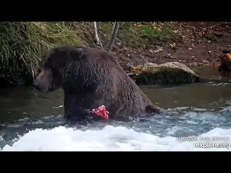 8_Oct_2023-_217_Finds_a_Nice_Fish_(explore.org)