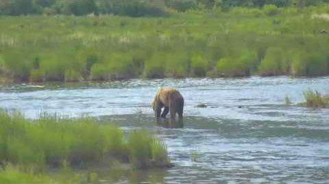 07.05.2017 - 480 Otis makes his Debut in the Lower River video by Brenda D