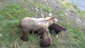 128's_little_one_showing_a_smart_move_2016_Season_(902)_by_Mocha