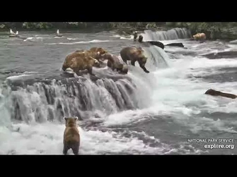 128-909_on_2021_08_11_Courtesy_of_Explore.org