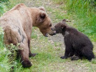 910 and spring cub July 1, 022 photo by Truman Everts