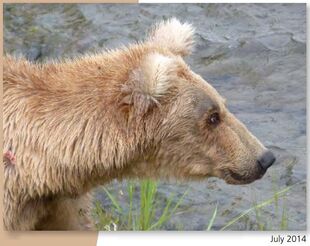 128 Grazer July 2014 NPS photo in the 2015 Bears of Brooks River book page 29