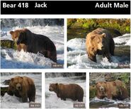 418 Jack's page of the 2014 Bears of Brooks River book, page 62 ~ top only