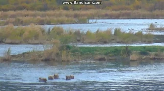 Sow_402_&_her_4_Spring_Cubs_on_LR_2018-09-20