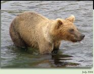 744 Dent Subadult in July 2004