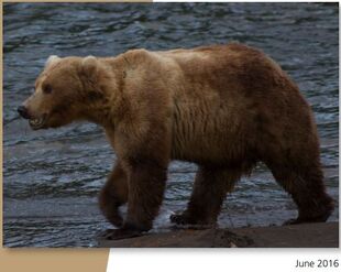 89 Backpack June 2006 NPS photo from the 2017 Bears of Brooks River book, page 68