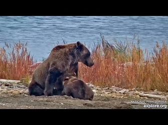 24_Sep_2023-_402_Nurses_Her_Cub_(explore.org)