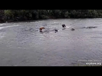 29_Jul_2023-_20_Shows_Interest_in_26's_Cub_(explore.org)