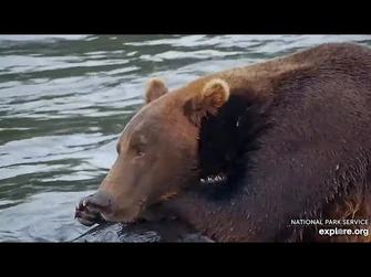 2_Aug_2024-_912_Has_a_Rest_(explore.org)