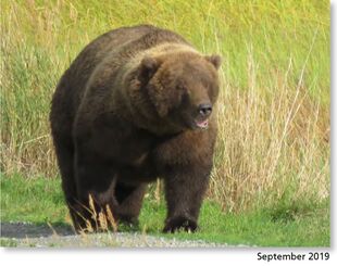 854 Divot September 2019 NPS photo 2021 Bears of Brooks River book page 53