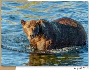 879 August 2016 NPS photo 2017 Bears of Brooks River book page 82