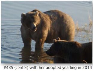 435 Holly (center) with 503 Cubadult, 435's adopted male yearling during the 2014 Season NPS photo from the 2015 Bears of Brooks River book, page 50