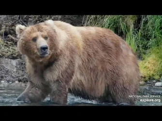 Handsome_89_Backpack_-_July_14,_2024_(explore.org)