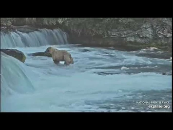 Katmai_National_Park_and_Explore_435_Holly_and_yearling_at_the_falls_early_morning_7-2-2021