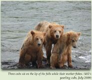 402's 3 yearlings sitting on the lip of the falls July 2009