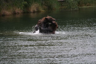 879 and 469 "Digger" / "Patches" having a play fight on September 3, 2010 NPS photo