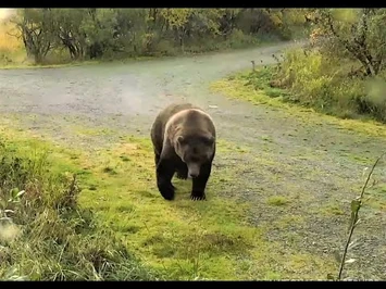 Bear_402_Brooke_2020