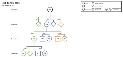 Family-tree-rq-468