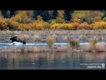 Moose_passes_through_River_Watch_1Oct2022_explore.org